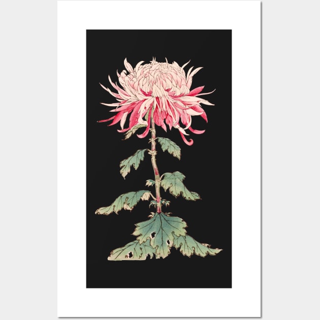 Pink Chrysanthemum 5 - Hasegawa - Traditional Japanese style - Botanical Illustration Wall Art by chimakingthings